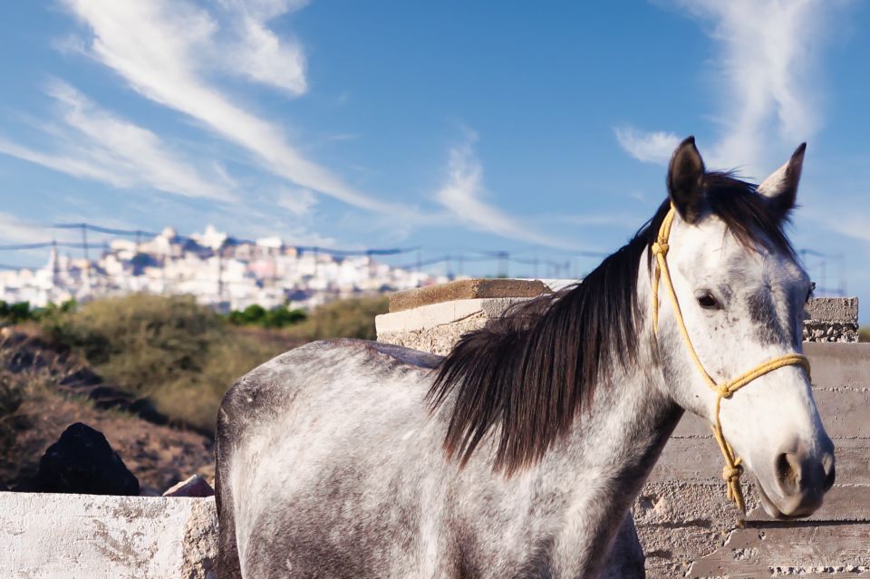 Akrotiri: Guided Horseback Riding Day Trip to a Beach - The Beach Stop at Vlychada: Photos, Walks, and Black Sand
