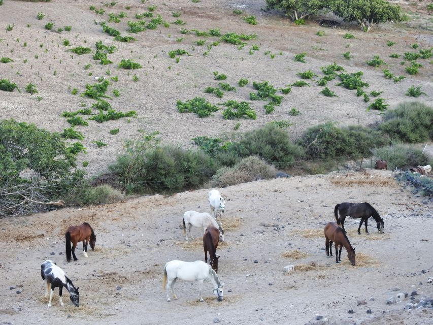 Akrotiri: Guided Horseback Riding Day Trip to a Beach - Price and Timing: Does $88 Feel Worth It?