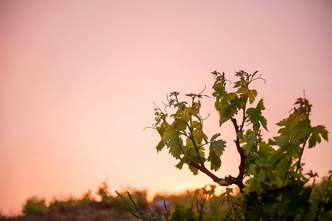 Private Santorini Wine Roads Tour with Tastings - The Food Pairing: Cycladic Cheeses and a Real Light Meal