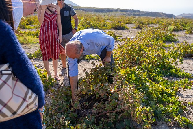 Private Santorini Wine Roads Tour with Tastings - Morning vs Afternoon: How to Choose the Right Slot