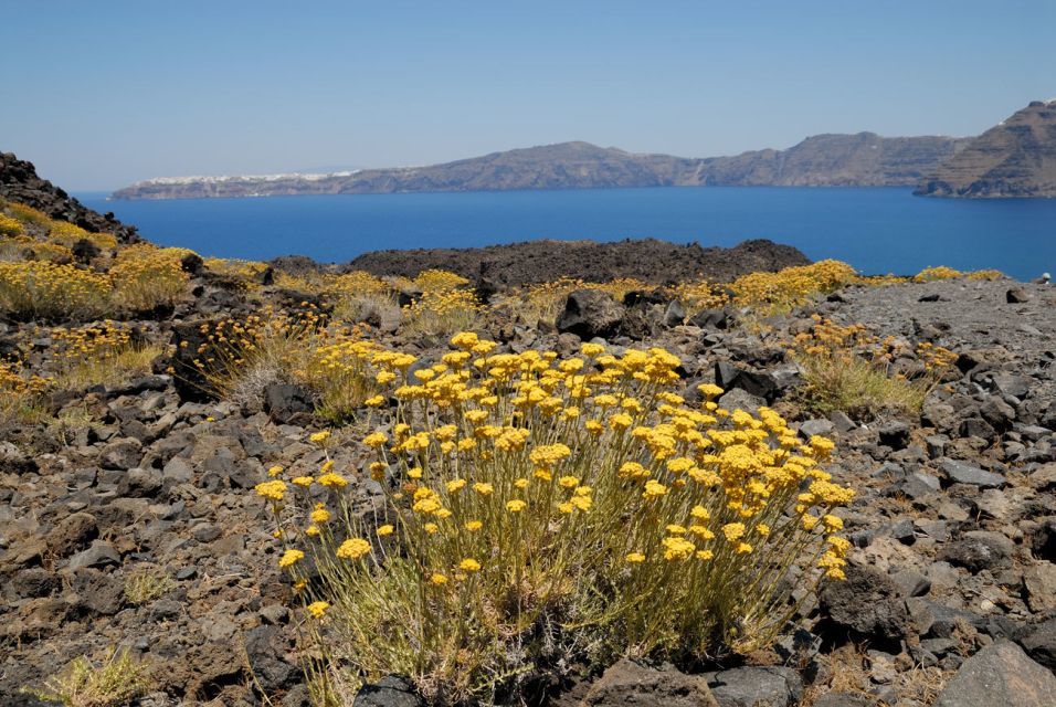 Santorini Caldera: Sunset Cruise with Dinner - Thirasia: a calmer island slice and Manola’s spiral staircases