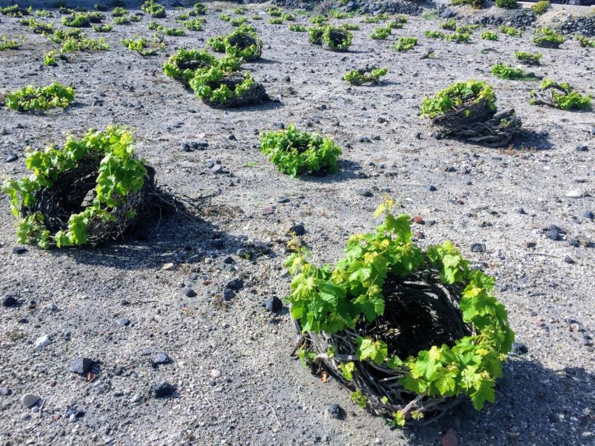 Santorini: Guided Tour to 3 Wineries with Wine Tastings - Why this Santorini tour feels different from a typical tasting