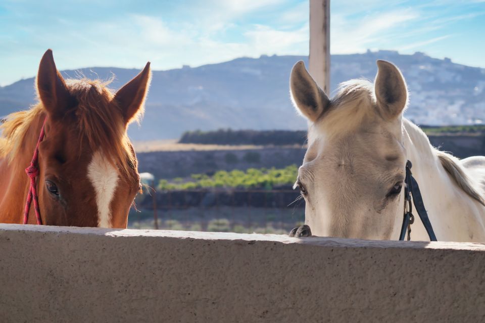 Santorini: Horseback Riding Tour on the Beach - Should you book the Roloas beach horseback ride in Santorini?
