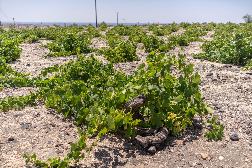 Santorini: Three Wineries and One Brewery Tour with Tastings - Pairings, snacks, and why the food matters to the tasting
