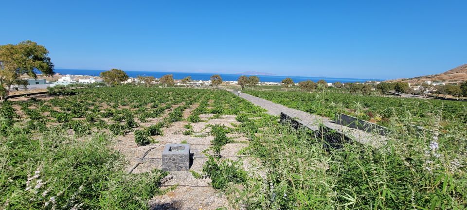 Santorini: Three Wineries and One Brewery Tour with Tastings - Brewery first at Santorini Brewing Company: set the tone before wine