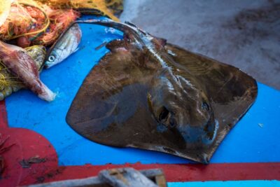Santorini: Traditional Fishing Trip and Fresh Fish Lunch - From Hotel Pickup to Boarding Captain Anthi’s Wooden Boat