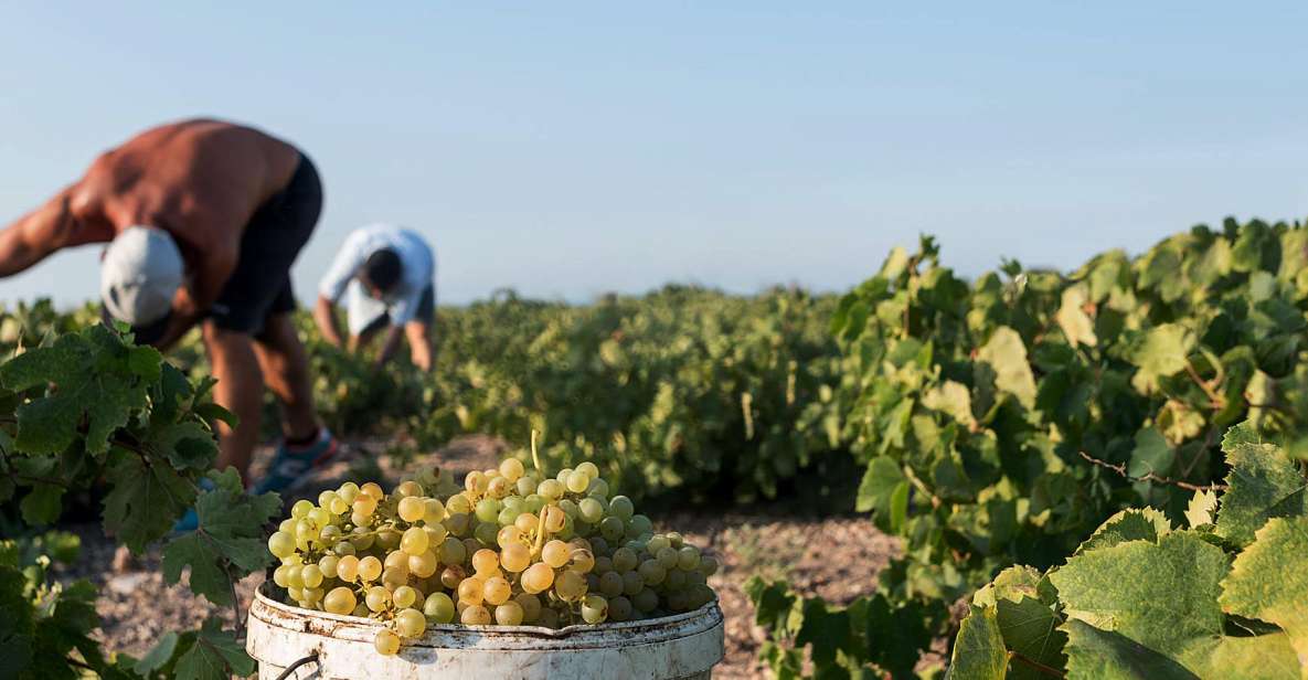 Santorini Wine Roads: Tour of 3 Wineries with a Sommelier - What you’ll taste: volcanic wines focused on whites and dessert