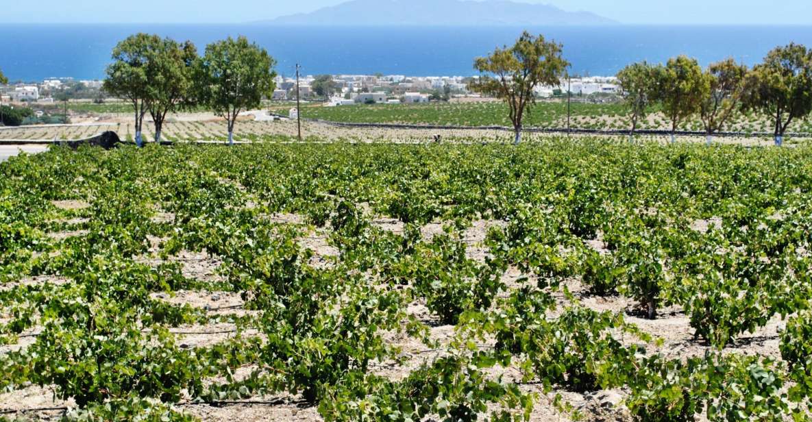 Santorini: Wine Tasting Tour & Sunset Viewing - Key points worth knowing